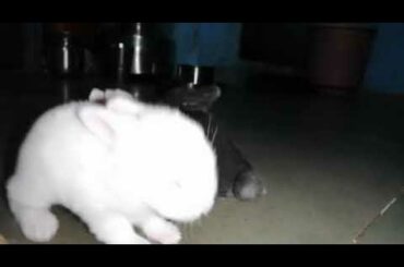 Small bunnys masti