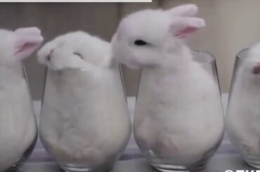 funny and cute rabbit