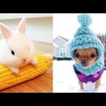 Cutest animals! Cute baby animals Videos Compilation cute moment of the animals #14