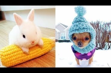 Cutest animals! Cute baby animals Videos Compilation cute moment of the animals #14