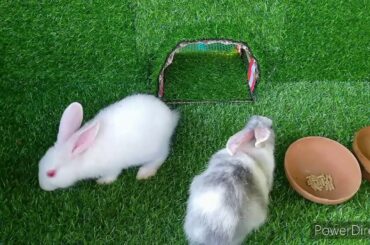 Daily Life Rabbit (Jenny) Today is 67 days old Smart cute cute