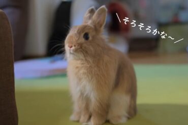 Cutest Rabbit