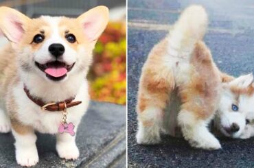 Cute baby animals Videos - funny animal 2020 - Soo Cute! #14