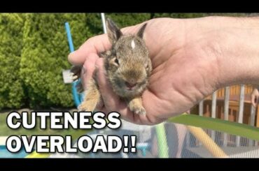 A Rabbit Made A Nest On Our Deck & Had The Cutest Babies