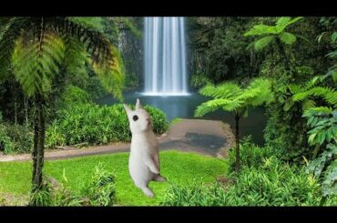 CONEJO-BALA Travesuras de Blanquita/ Funny Cute Bunny