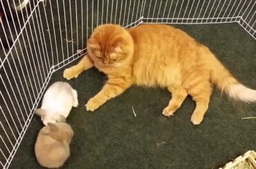 Rabbits mistaken for kittens by caring cat