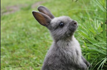 2 weeks Old baby Bunnies Exploring the world around them