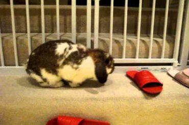 Cute bunny throwing shoes.