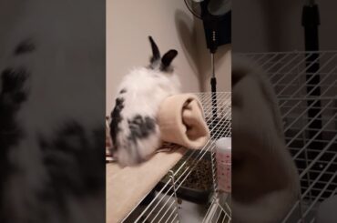 Baby bunny plays with blankie