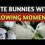 CUTE BUNNIES GROWING MOMENTS STEP BY STEP
