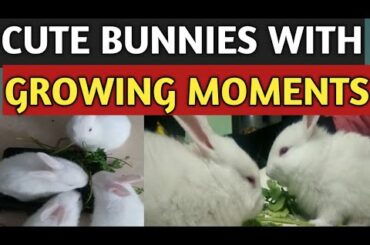CUTE BUNNIES GROWING MOMENTS STEP BY STEP