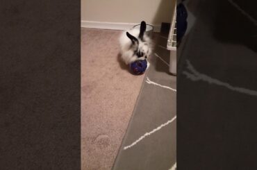 Baby rabbit playing with jingle ball