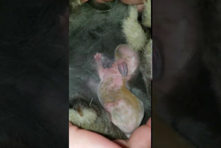 Rabbit Breastfeeding Her Baby