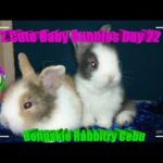 2 Cute Baby Bunnies Day 22 (DOB: Jan 30, 2020) - Bongskie Rabbitry Cebu - Bisdak Edition