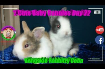 2 Cute Baby Bunnies Day 22 (DOB: Jan 30, 2020) - Bongskie Rabbitry Cebu - Bisdak Edition