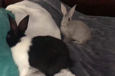 Baby Bunnies Play and Poop on Bed