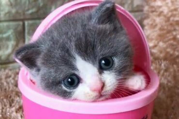 Cute baby animals Videos - funny animal 2020 - Soo Cute! #21