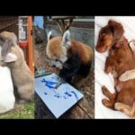 Cute baby animals Videos - funny animal 2020 - Soo Cute! #26