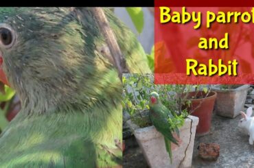 Baby parrots and Rabbit - Baby parrots are so beautiful