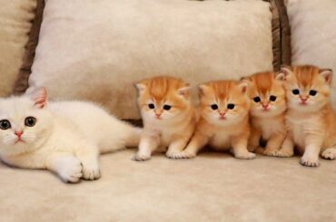 Kitten Coco MET her four Brothers