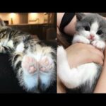 Cute baby animals Videos - funny animal 2020 - Soo Cute! #28