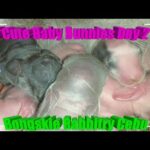 5 Cute Baby Bunnies Day 2 (DOB: February 21, 2020) - Bongskie Rabbitry Cebu - Bisdak Edition