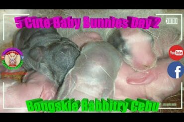 5 Cute Baby Bunnies Day 2 (DOB: February 21, 2020) - Bongskie Rabbitry Cebu - Bisdak Edition