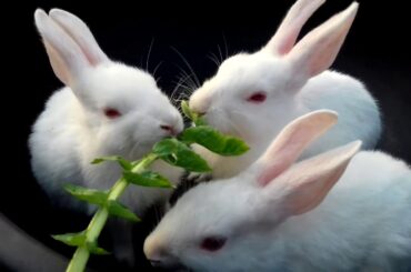 Mummy Aaj Khane Me Kya Hai - Cute Rabbit