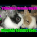 2 Cute Baby Bunnies Day 23 (DOB: Jan 30, 2020) - Bongskie Rabbitry Cebu - Bisdak Edition