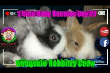 2 Cute Baby Bunnies Day 23 (DOB: Jan 30, 2020) - Bongskie Rabbitry Cebu - Bisdak Edition