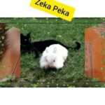 ZEKA PEKA (Offical music video)