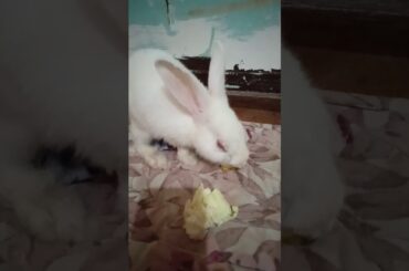 Snowball eating 🥭