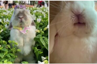 Cute rabbit video 2020 : Hello bunny