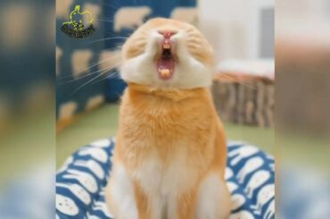 How Cute All these rabbits !! 💓♥️♥️😍