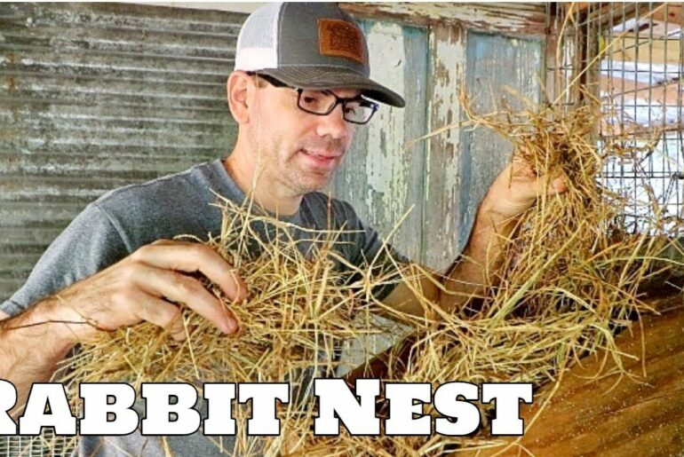 Preparing For Baby Rabbits (Nesting Boxes) -The Farm Life
