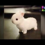 Cutest Baby Bunny Playtime Try Not To Smile - Funny Pets Video 2018