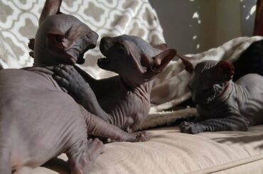 FUNNY & LOVELY Baby Kittens Playing so Cute🐈 CUTENESS OVERLOAD | Don Sphynx | ASMR