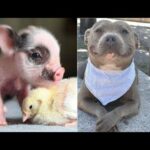 Cute baby animals Videos - funny animal 2020 - Soo Cute! #38