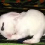 Adorable Baby bunny cleaning hands