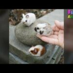 Cute Baby Bunny Attacks - Funny Baby Rabbit Video 2017