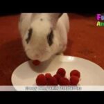 Cute Baby Bunny Eating Raspberries - Funny Rabbit Video 2017