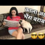 Simba tries to copy whatever I do 🤪 | Cute & Funny Pug video