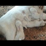 🐰 Rabbit Farming 🐇 kit feeding naturally at our farm 🐰