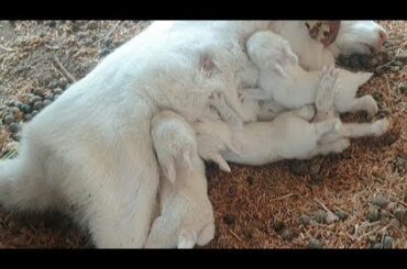 🐰 Rabbit Farming 🐇 kit feeding naturally at our farm 🐰