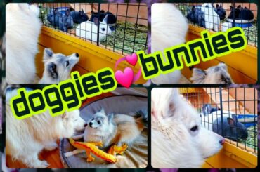 Cute doggies plus cutie bunnies 😁🥰