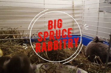 Happy Baby Bunny Gets Poked