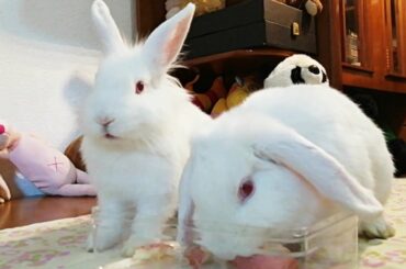 Conejito con su Mama, Cute Bunnies Eating Apple