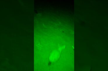 Do You Like these Cute Rabbits 😍😍