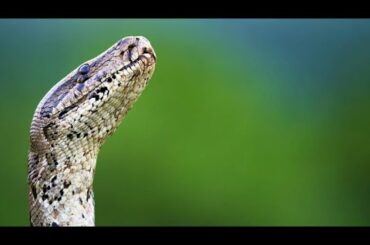 This Rabbit Never Saw It Coming