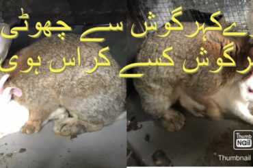 Rabbit farming in pakistan rabbit for sale in pakistan 03450406704